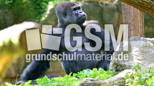 Silberrücken (6).jpg